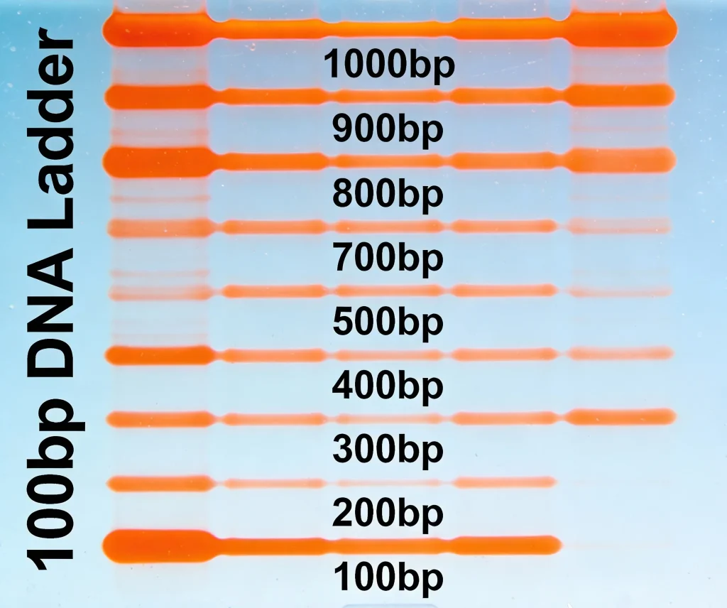 100bp dna ladder