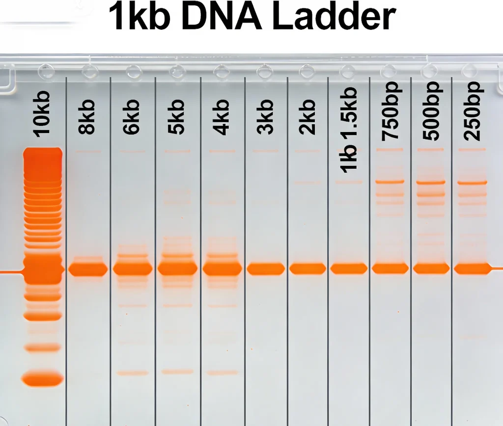 1kb dna ladder