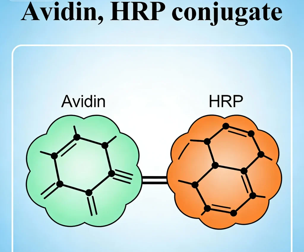 avidin hrp conjugate