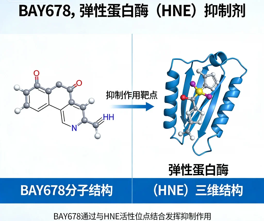 bay678 弹性蛋白酶（hne）抑制剂