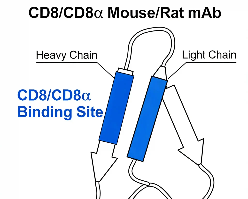 cd8 cd8α mouse rat mab