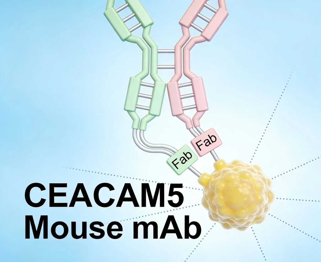 ceacam5 mouse mab