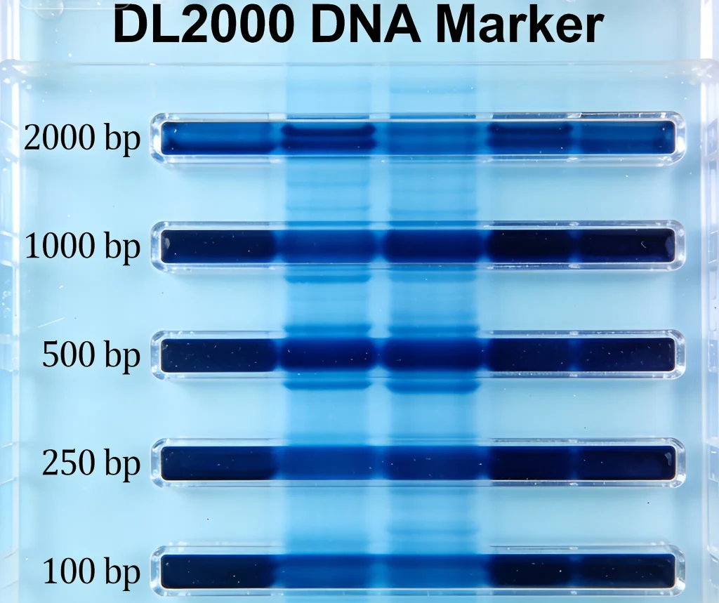 dl2000 dna marker