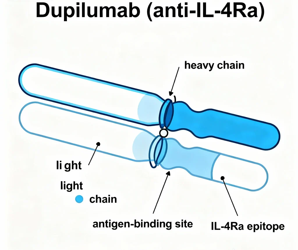 dupilumab anti il 4ra
