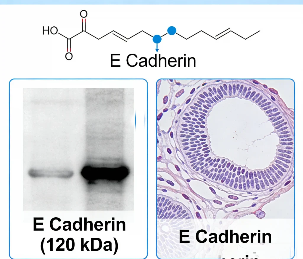 e cadherin mouse mab
