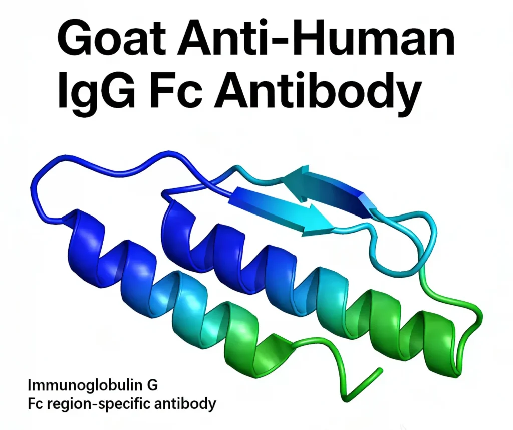 goat anti human igg fc antibody 1 1536x1287