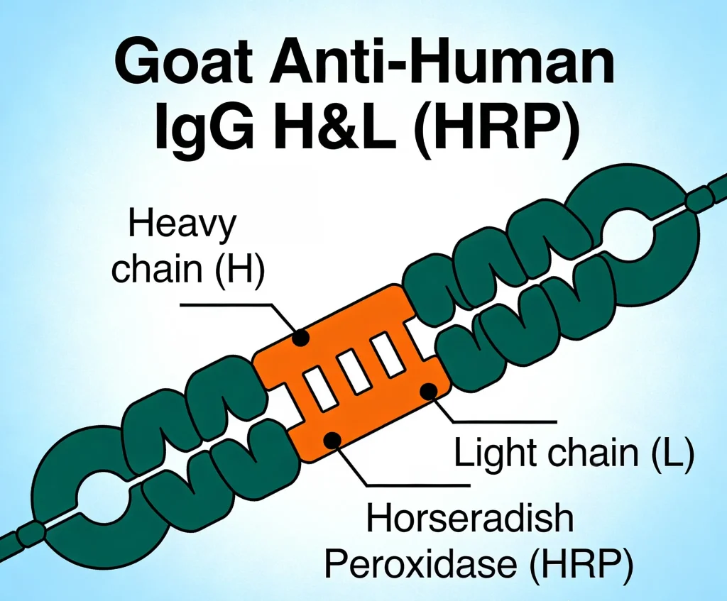 goat anti human igg hl hrp