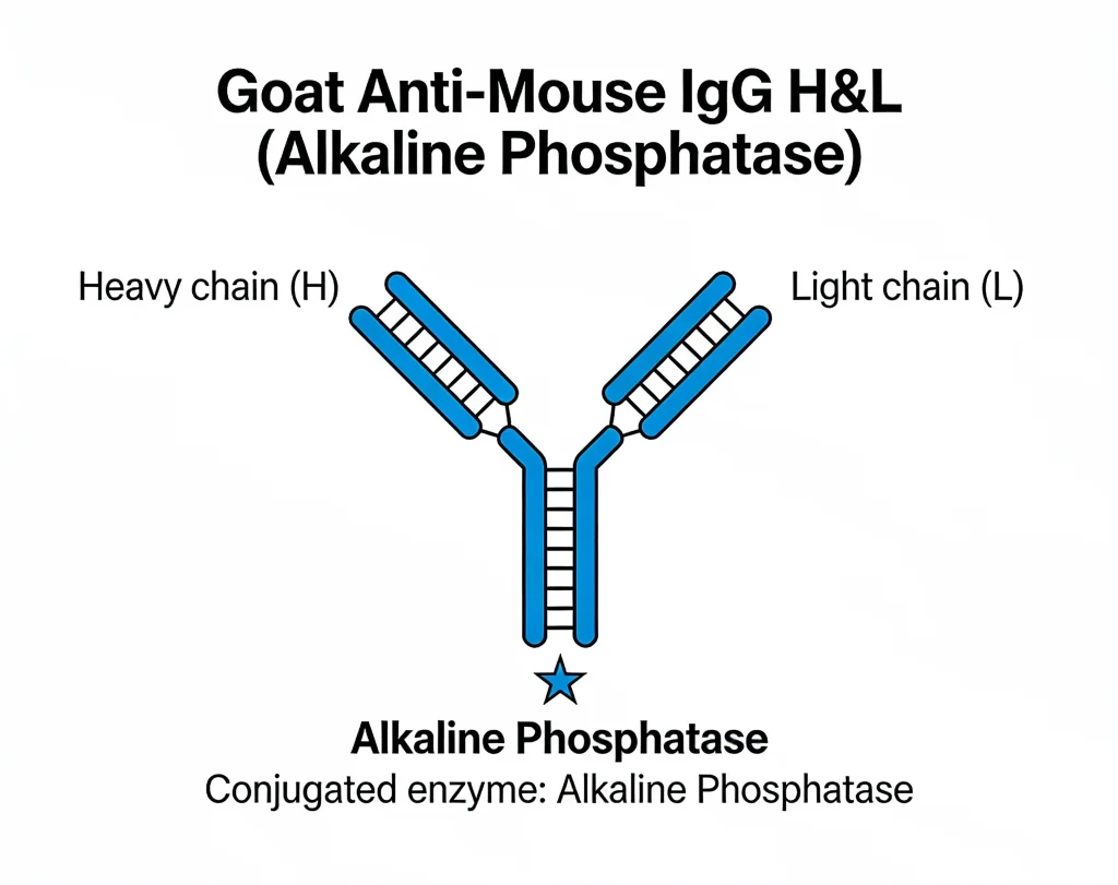 goat anti mouse igg hl alkaline phosph