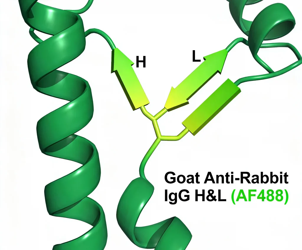goat anti rabbit igg hl af488