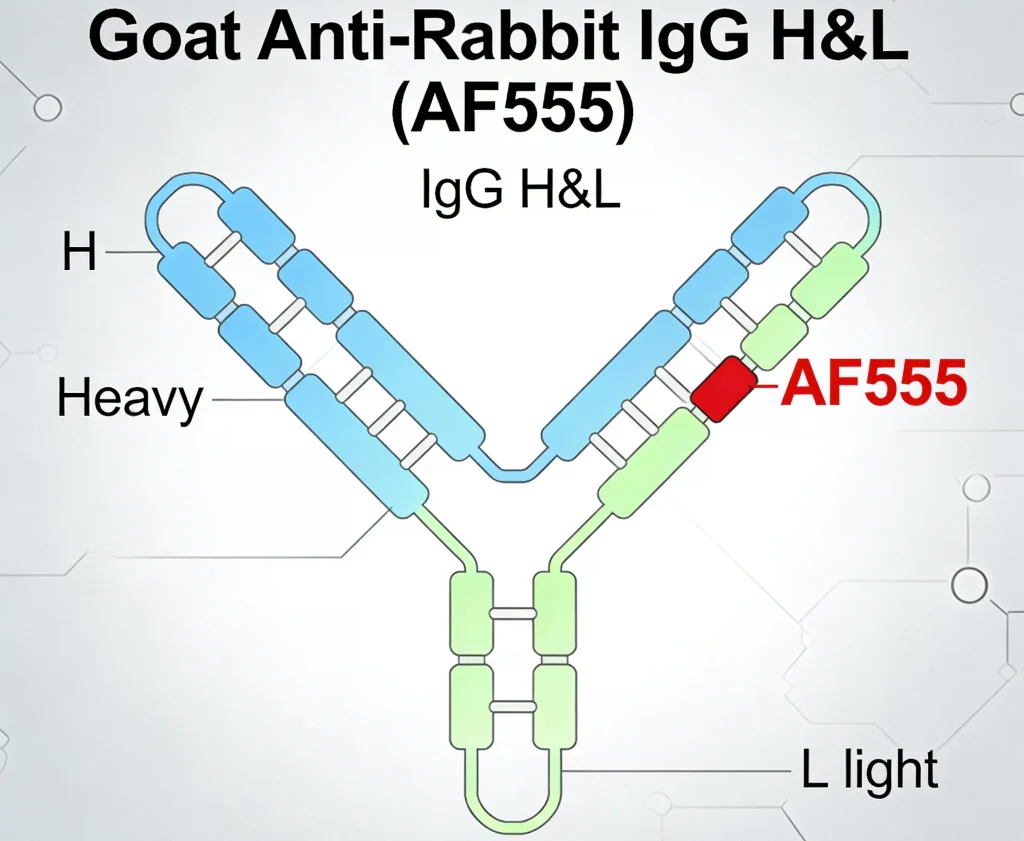 goat anti rabbit igg hl af555