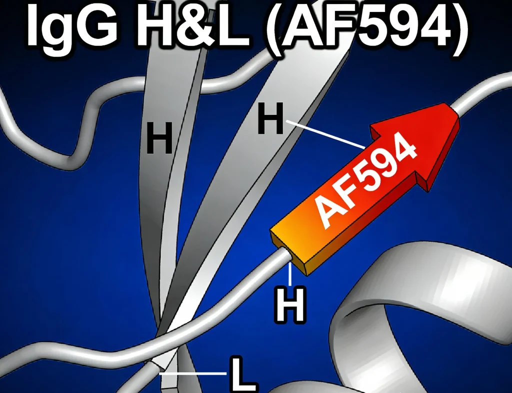 goat anti rabbit igg hl af594