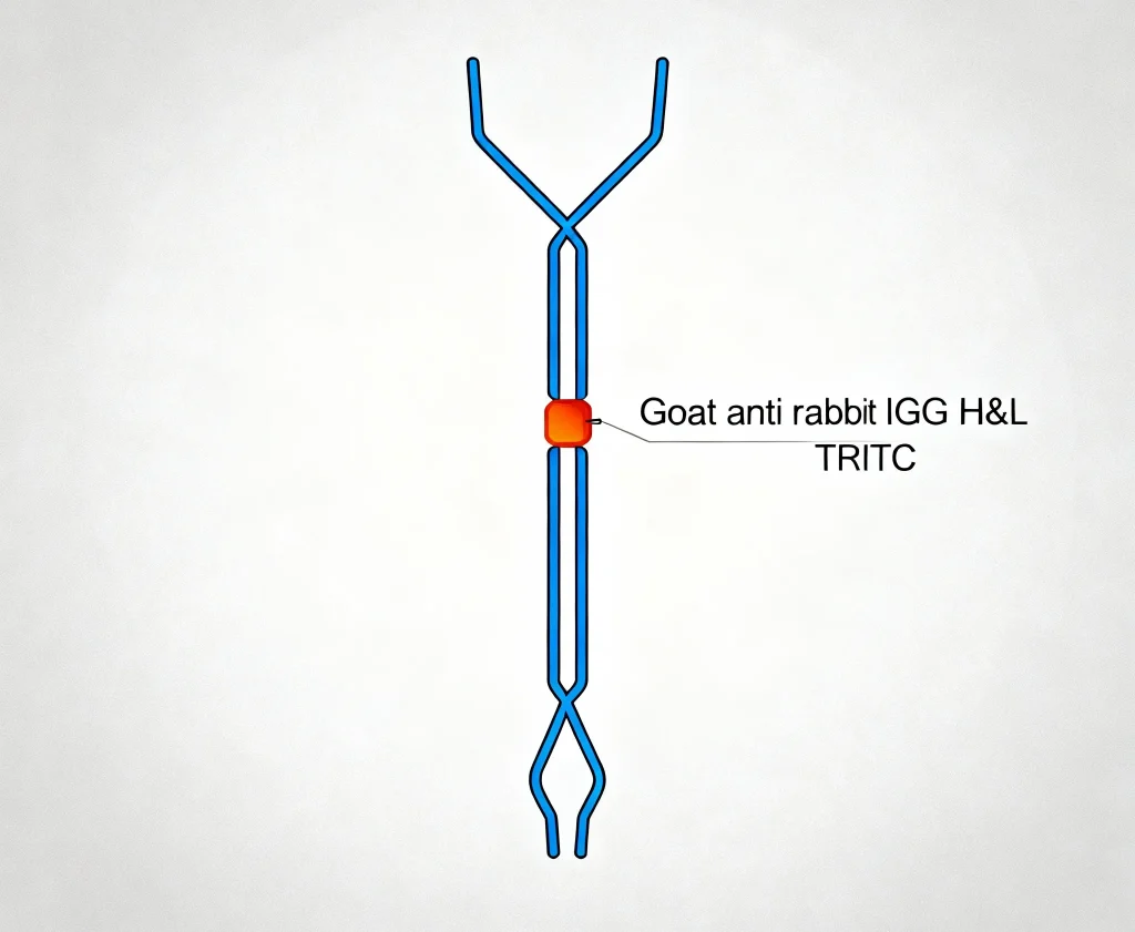 goat anti rabbit igg hl tritc