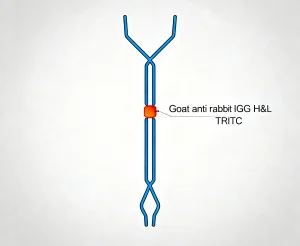 goat anti rabbit igg hl tritc 1 300x246