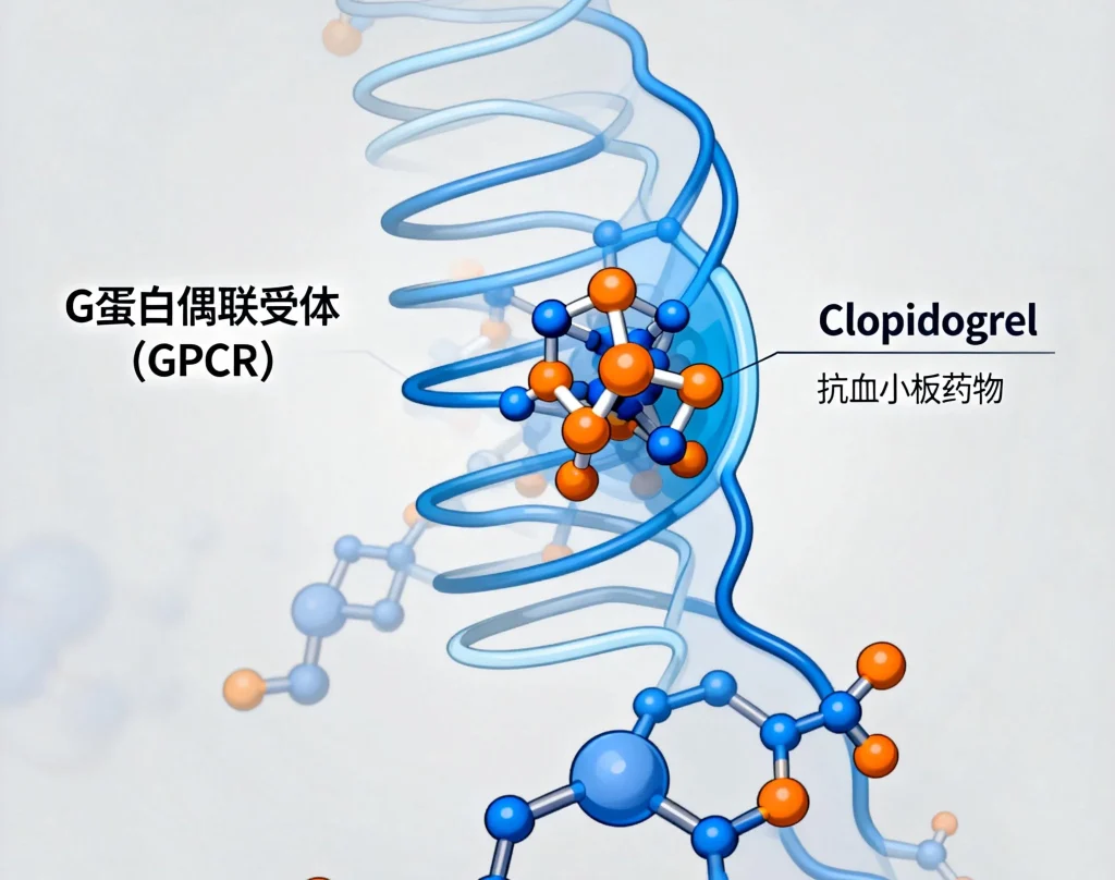 g蛋白偶联受体 clopidogrel