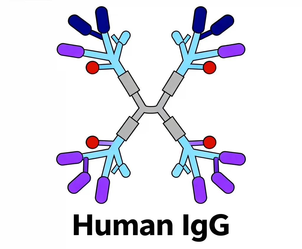 human igg