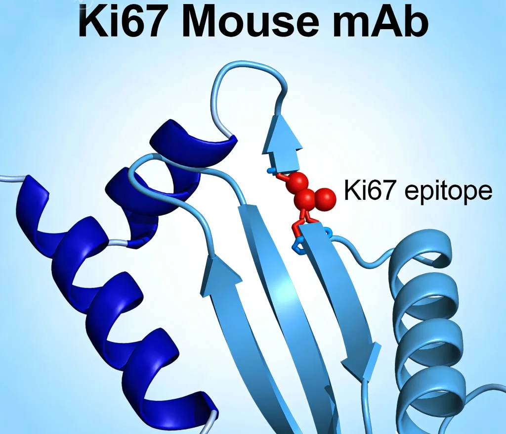 ki67 mouse mab