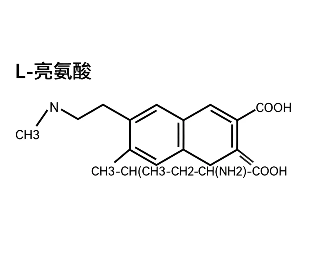 l 亮氨酸