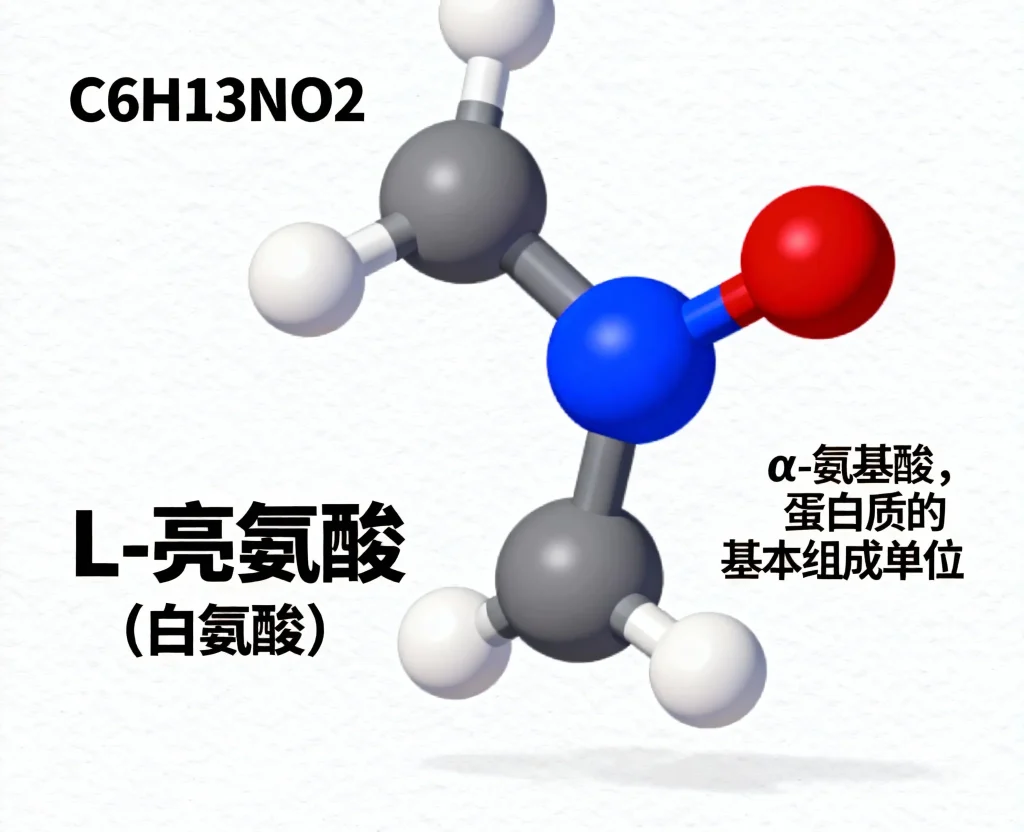l 亮氨酸（白氨酸）