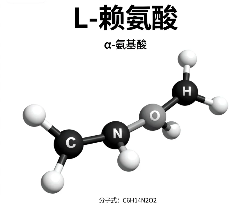 l 赖氨酸