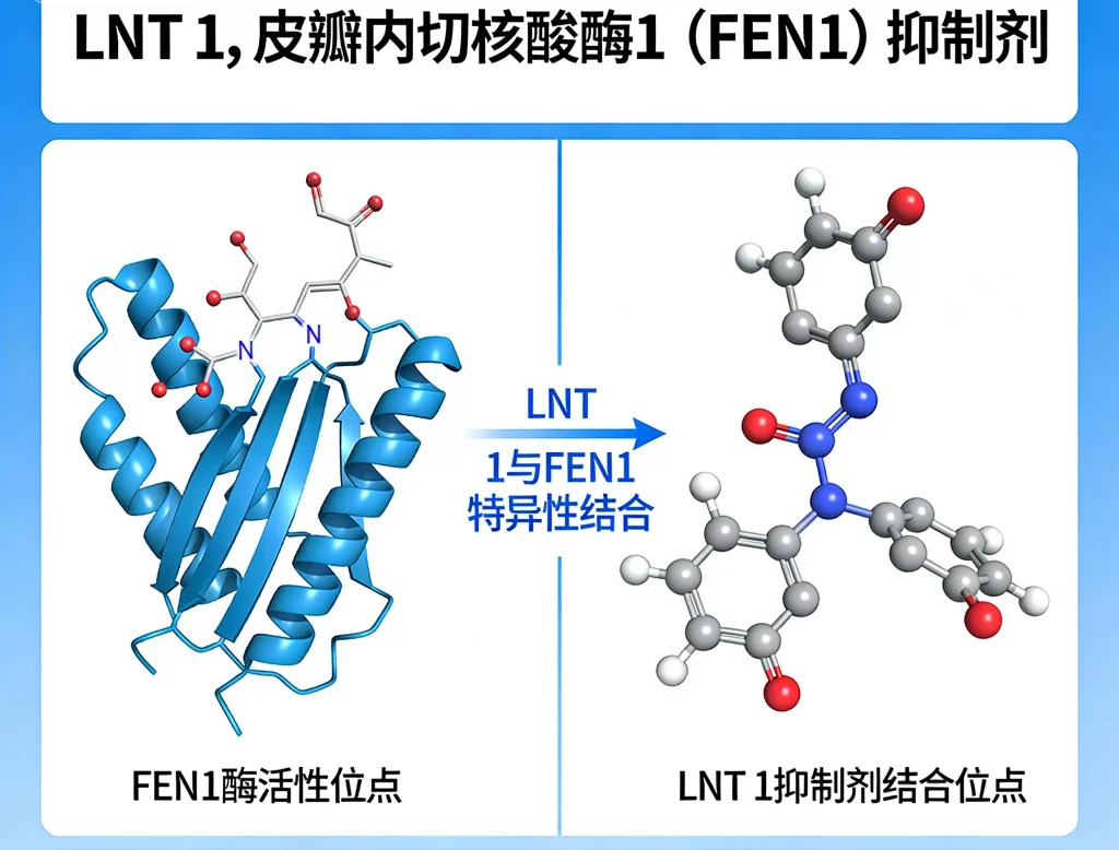 lnt 1 皮瓣内切核酸酶1（fen1）抑制剂