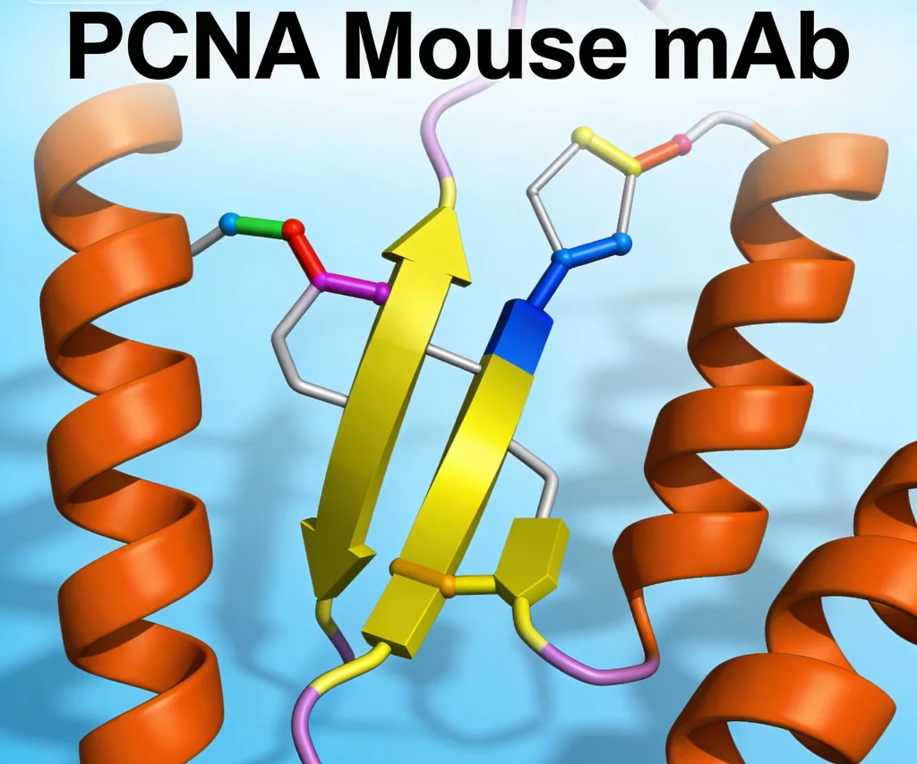 pcna mouse mab