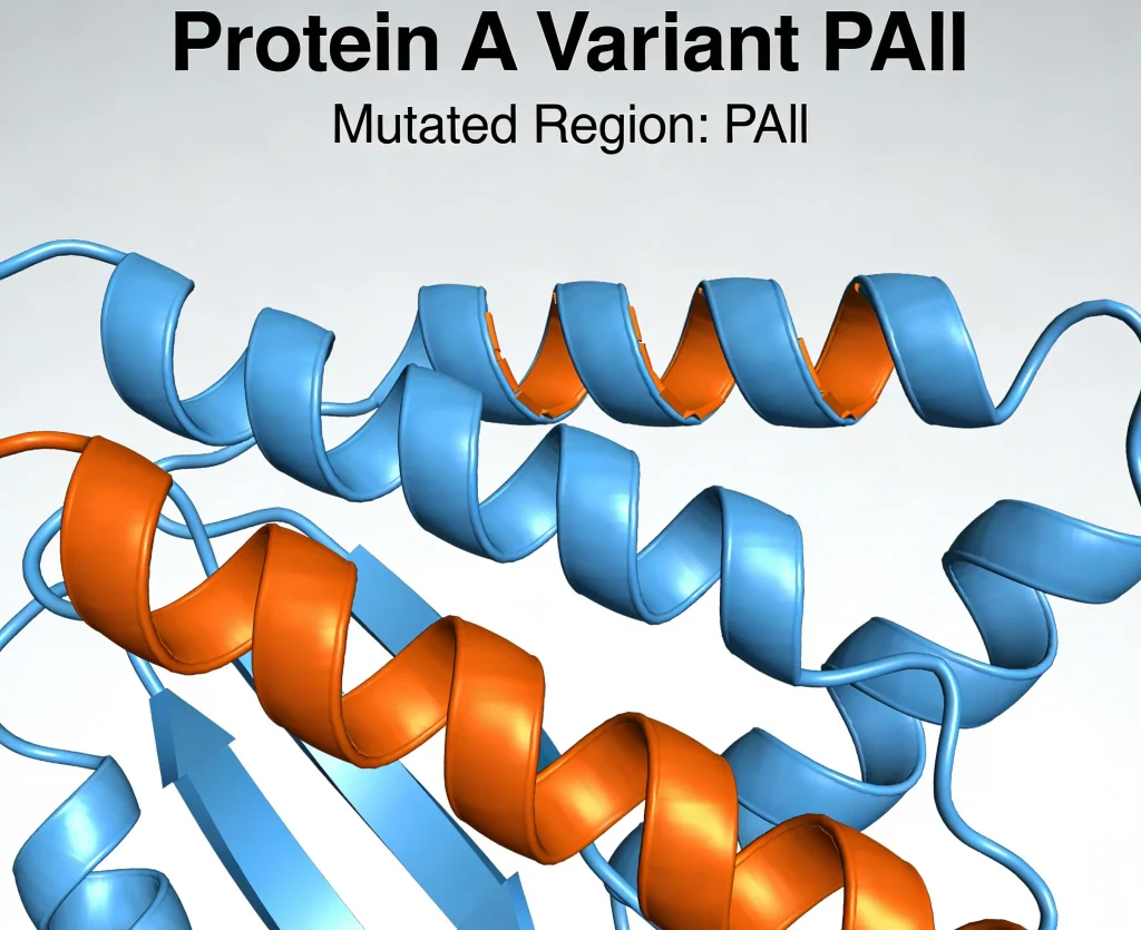 protein a variant pall