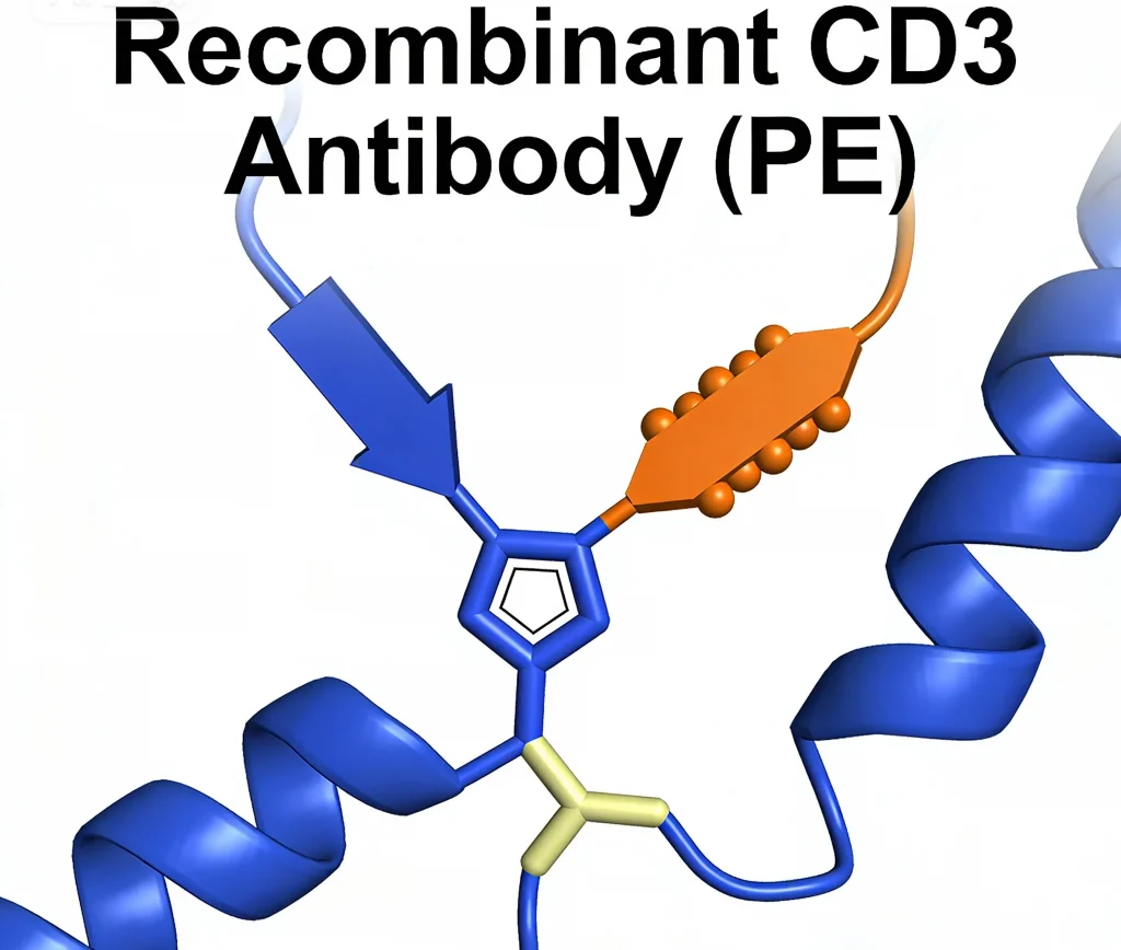 recombinant cd3 antibody pe
