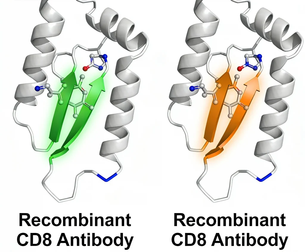 recombinant cd8 antibody fitc recomb