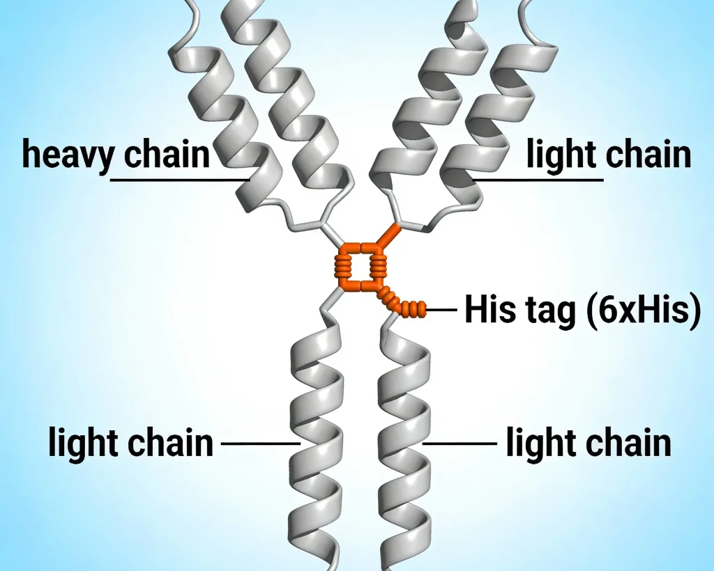 recombinant his tag antibody