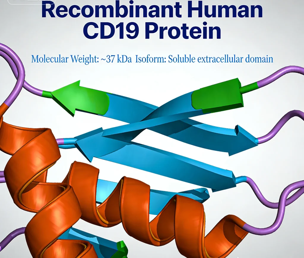 recombinant human cd19 protein