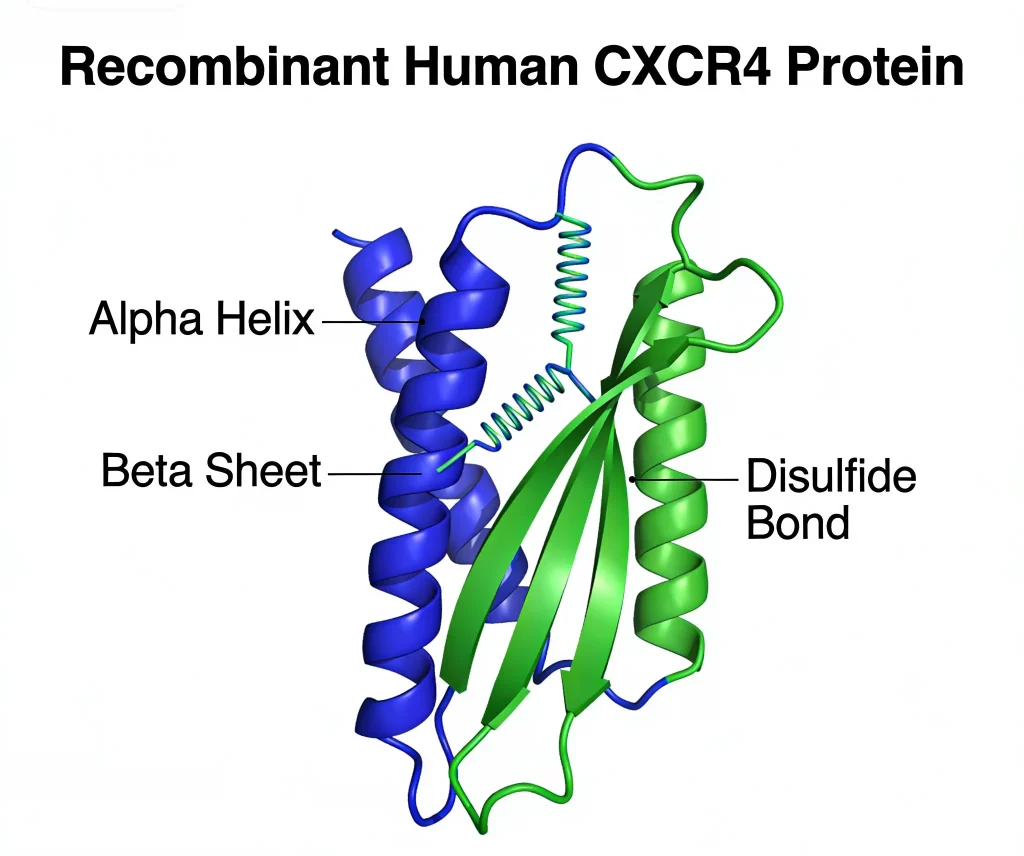 recombinant human cxcr4 protein