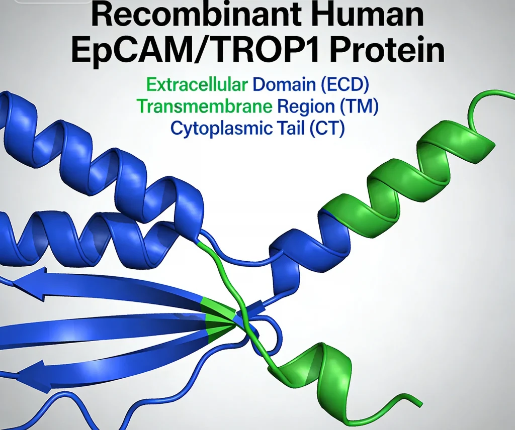 recombinant human epcam trop1 protein