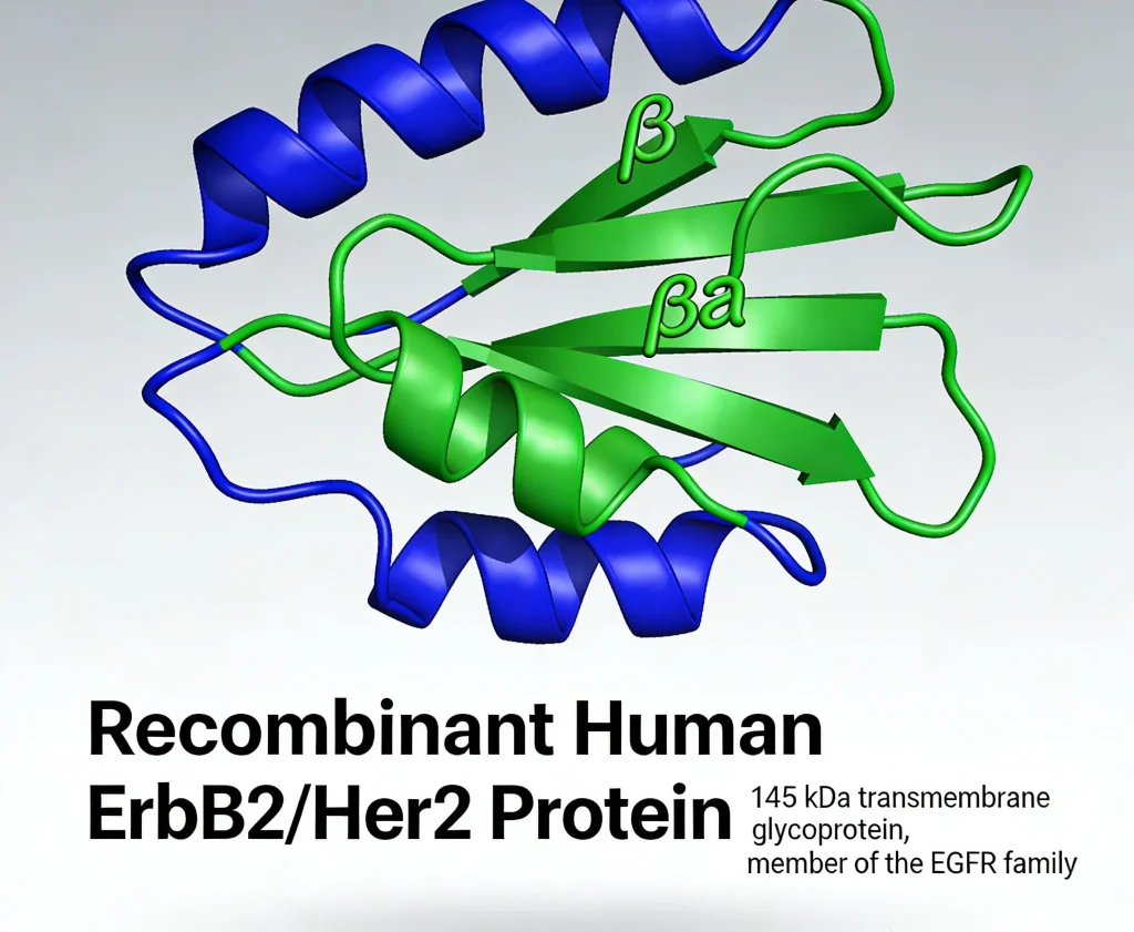 recombinant human erbb2 her2 protein 1 1024x841