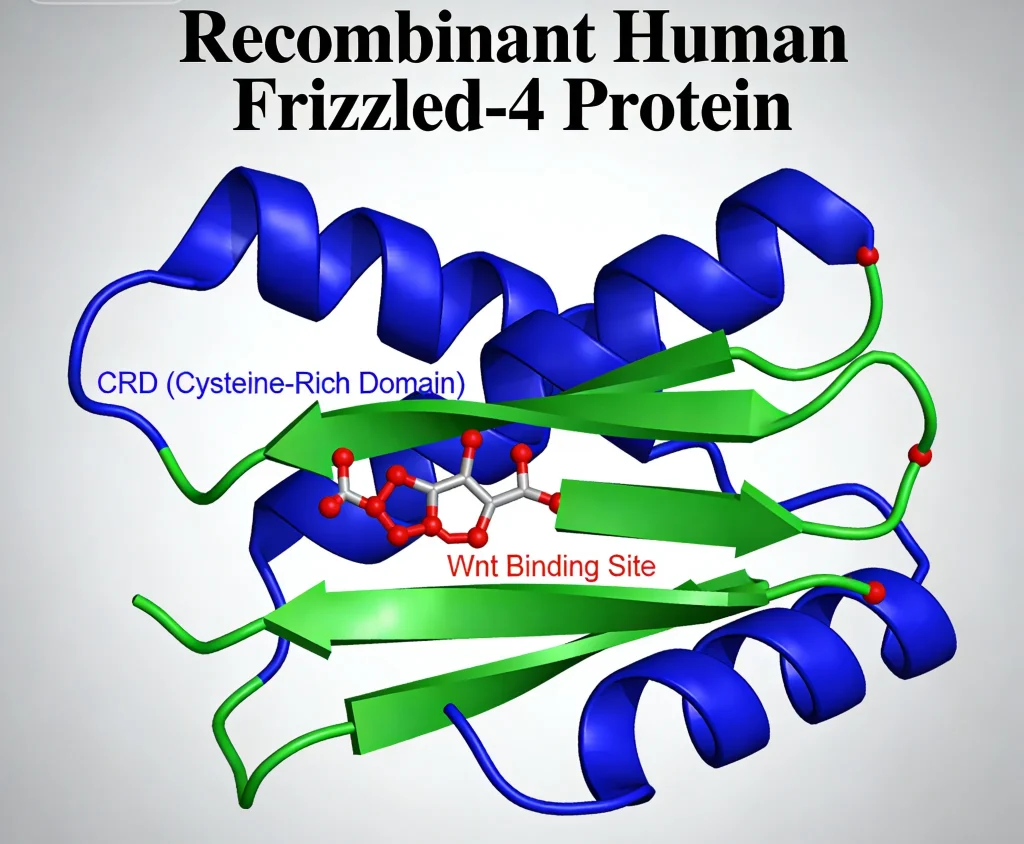 recombinant human frizzled 4 protein