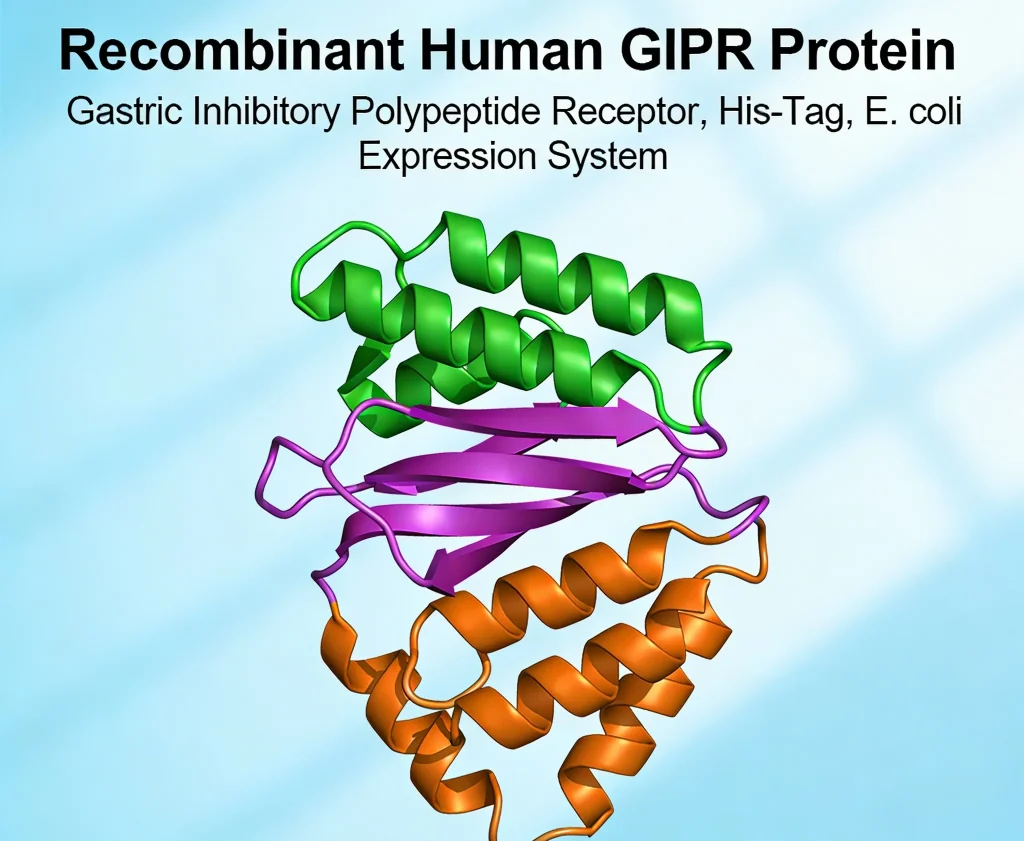 recombinant human gipr protein