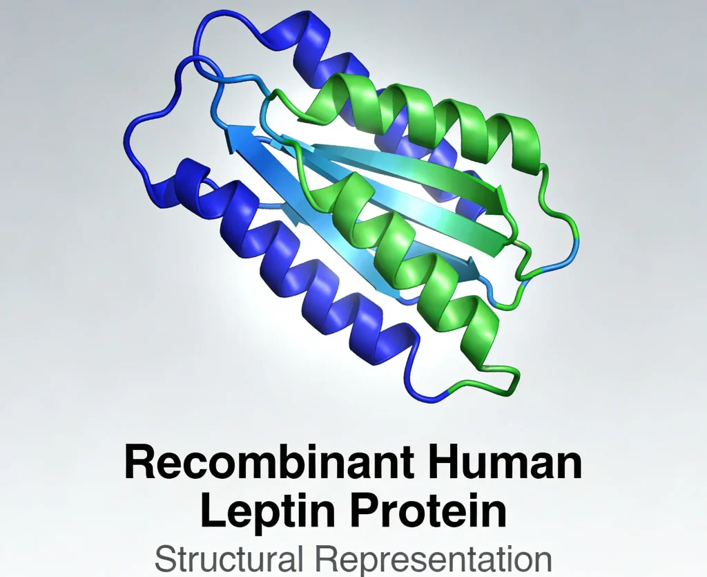 recombinant human leptin protein