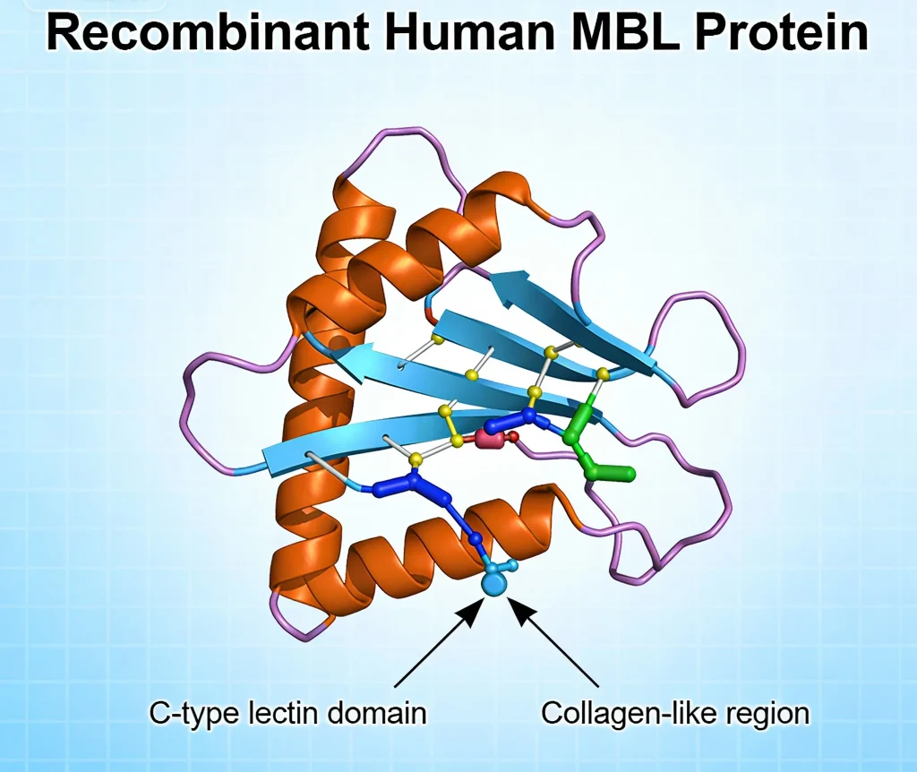 recombinant human mbl protein