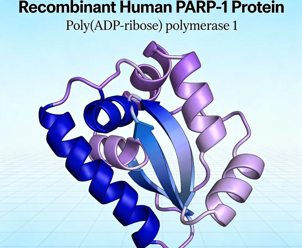 recombinant human parp 1 protein