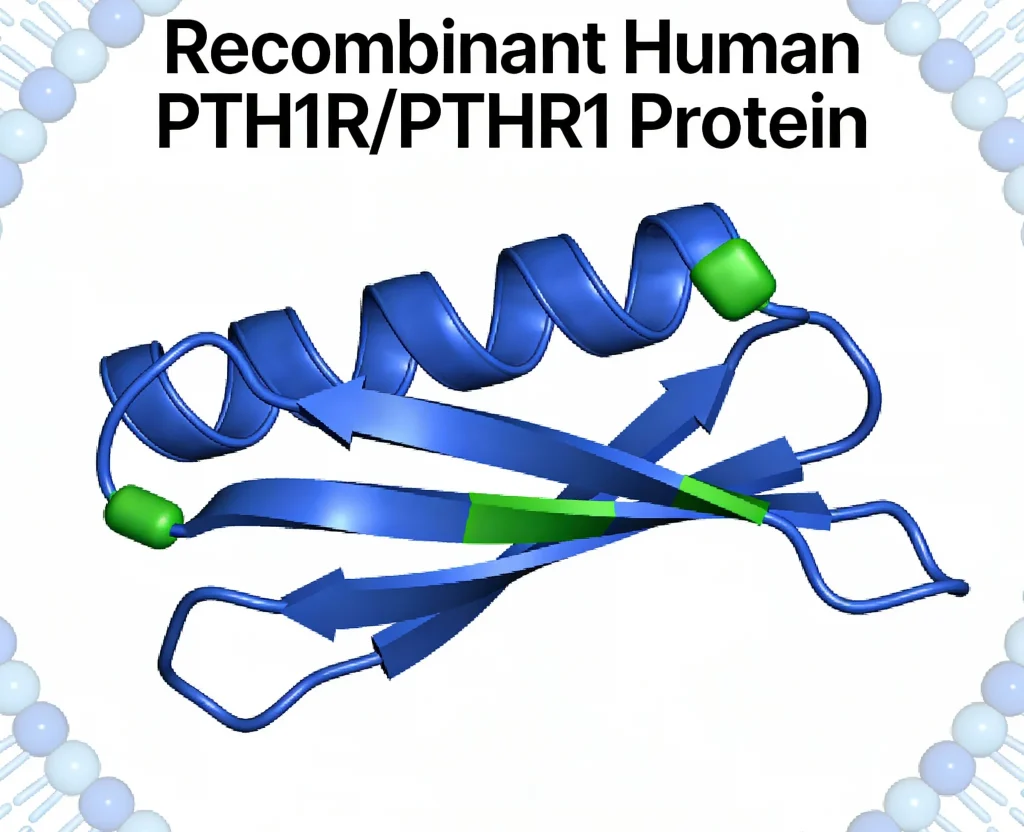 recombinant human pth1r pthr1 protein