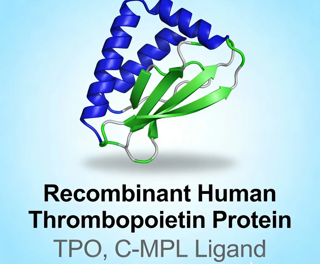 recombinant human thrombopoietin protein