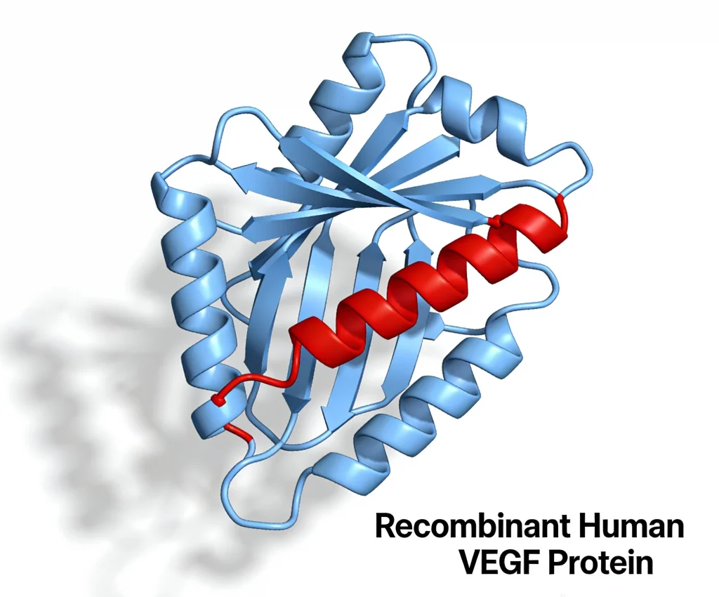 recombinant human vegf protein