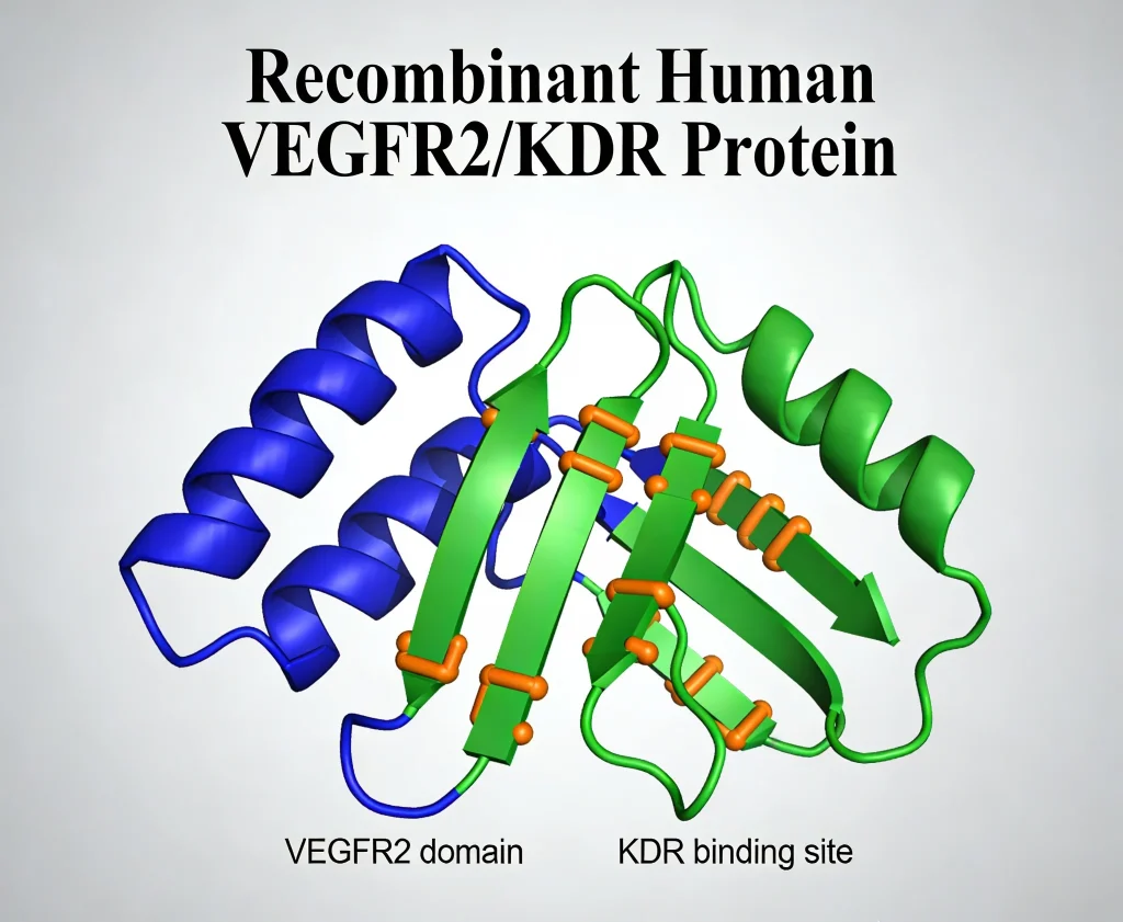 recombinant human vegfr2 kdr protein