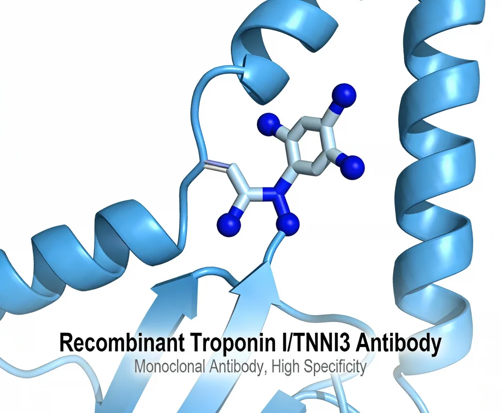 recombinant troponin i tnni3 antibody
