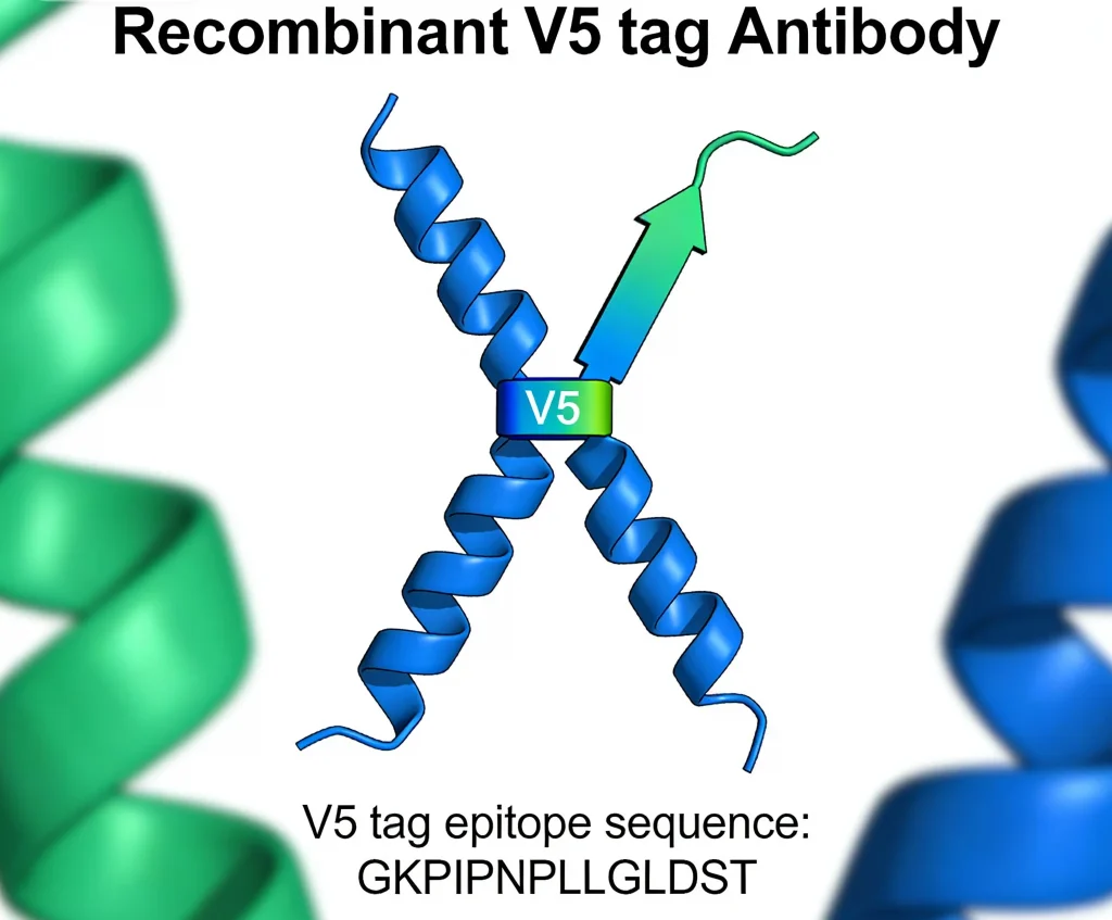 recombinant v5 tag antibody