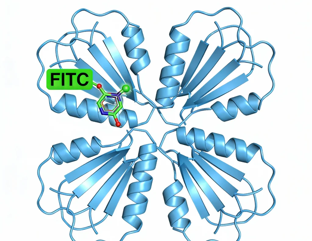 streptavidin protein fitc