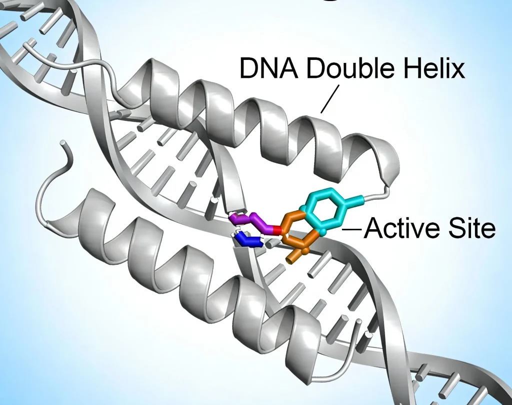 t4 dna ligase
