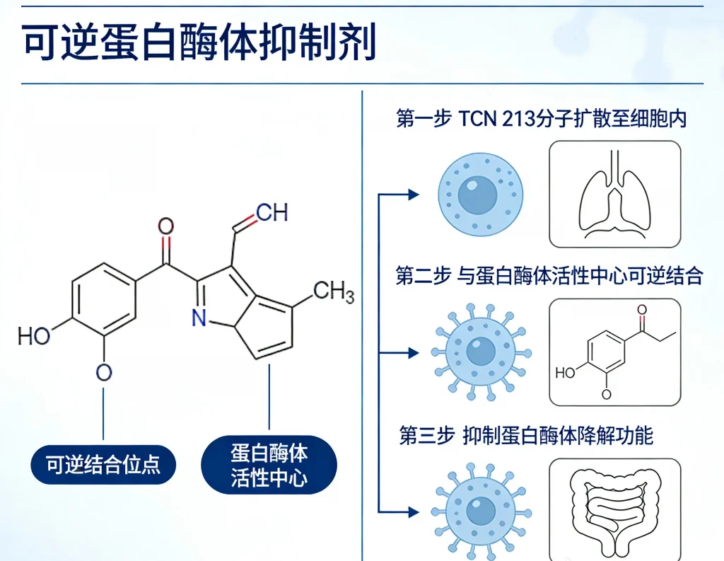 tcn 213 可逆蛋白酶体抑制剂