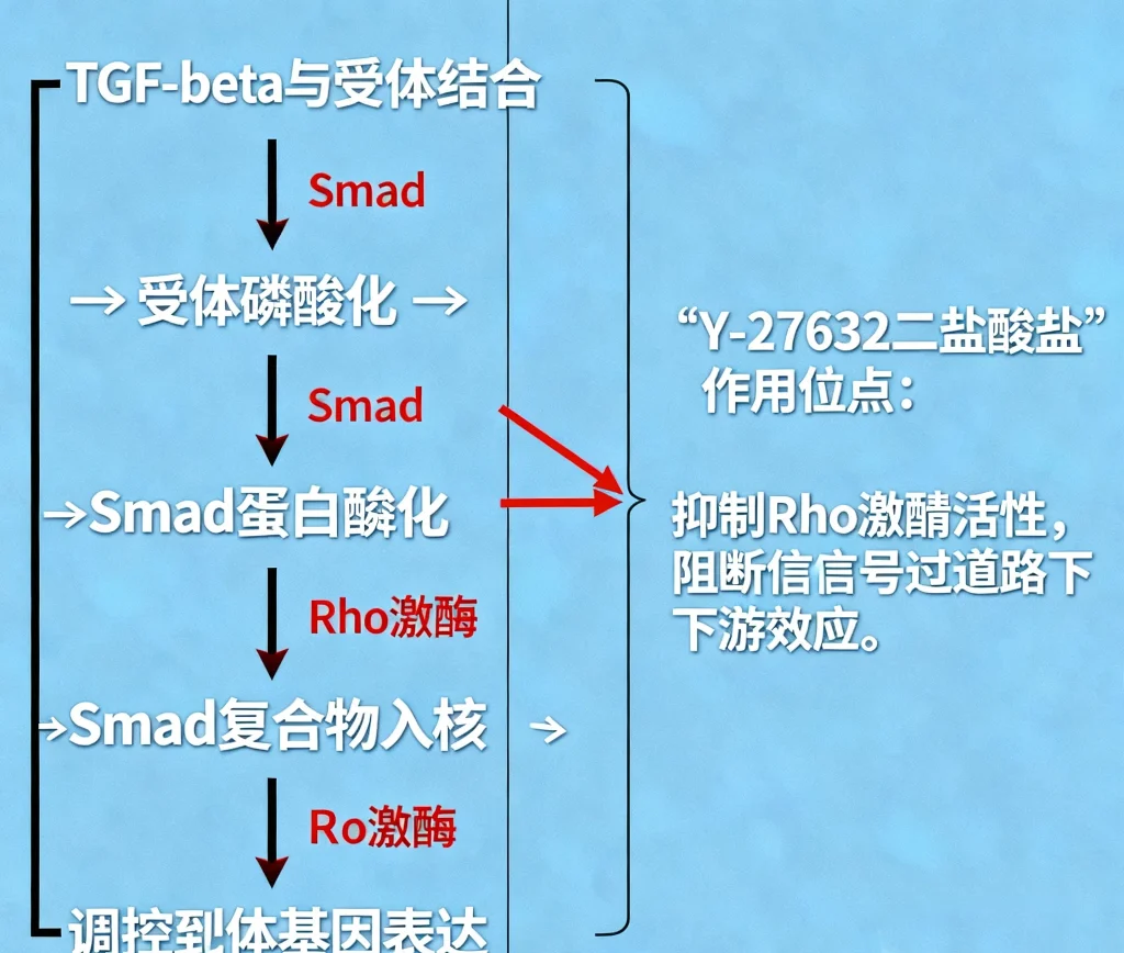 y 27632 二盐酸盐
