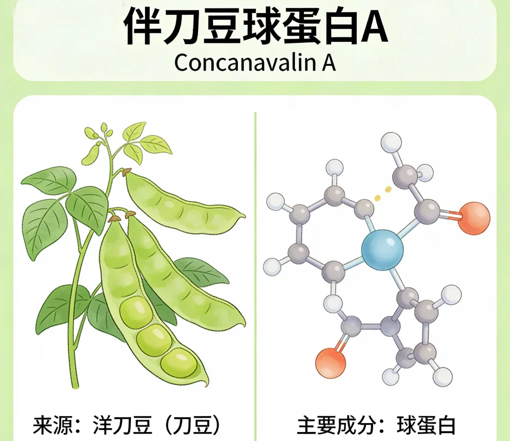伴刀豆球蛋白a 来源于洋刀豆（刀豆）