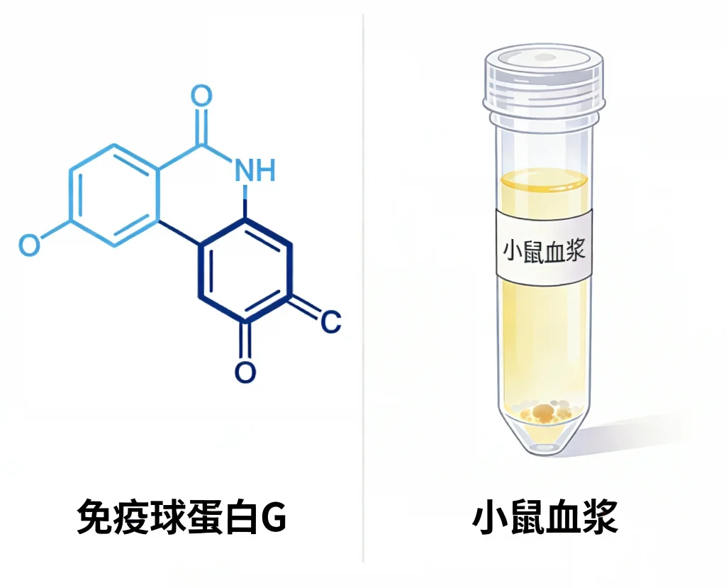 免疫球蛋白g小鼠血浆